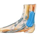 anatomische achillotrain